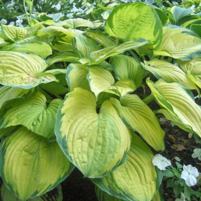 Hosta 'Old Glory'